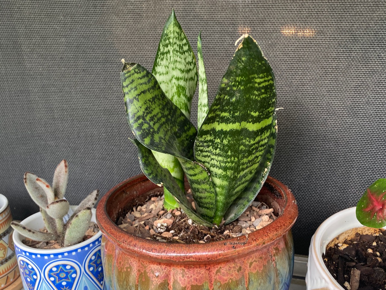 Sansevieria Plant