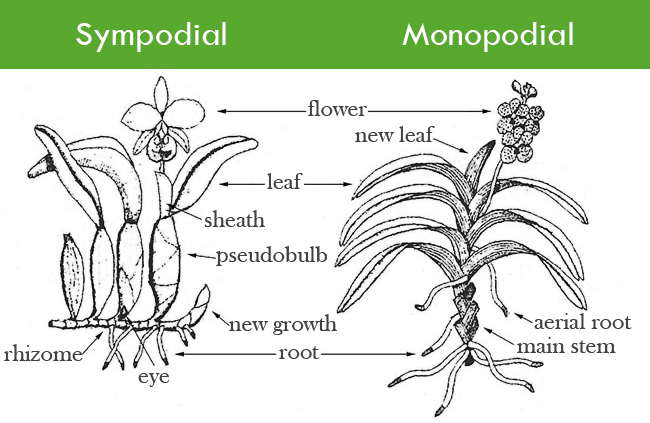 A diagram comparison of sympodial vs. monopodial orchids.